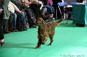 Crufts2011 778